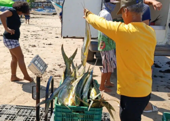 Temporada de camarón en Sinaloa atrae buenas capturas y mejores oportunidades para el campo pesquero de Ahome