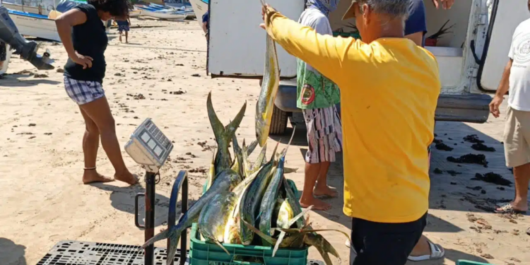 Temporada de camarón en Sinaloa atrae buenas capturas y mejores oportunidades para el campo pesquero de Ahome