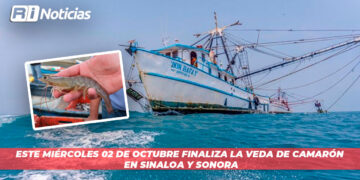 Este miércoles 02 de octubre finaliza la veda de camarón en Sinaloa y Sonora