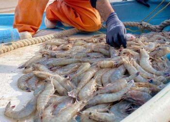 Temporada de Camarón en Sinaloa y Sonora No Cumple Expectativas