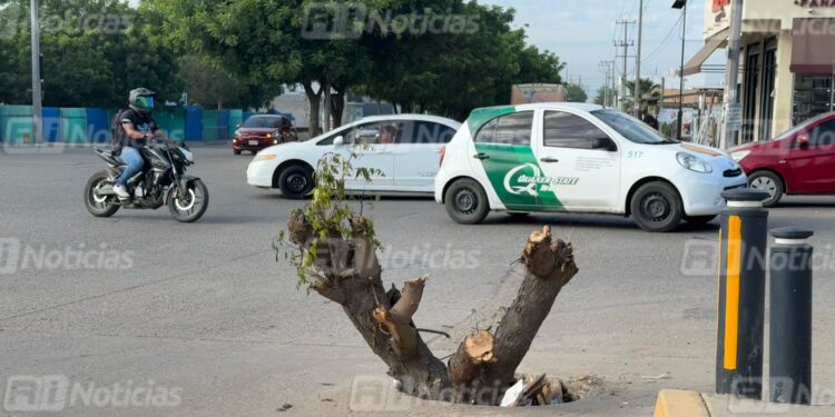 Vecinos de Av. Santa Rosa esquina con Libramiento III exigen ayuda para tapar hoyo; hasta “creció” un árbol, dicen