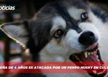 Pequeña de 4 años es atacada por un perro husky en Culiacán