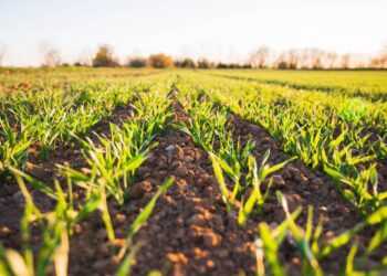  SEGALMEX abre registro para productores pendientes de pago en Sinaloa