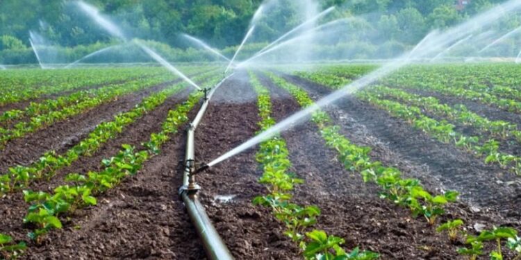 Los Cultivos de Alto Consumo de Agua y su Rol en la Crisis Hídrica Mundial