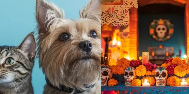 Día de Muertos: ¿cuándo llegan las almas de las mascotas fallecidas a visitarnos?