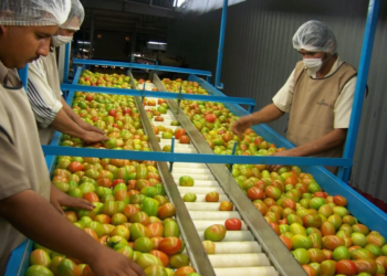 Avanza el Corte de Jitomate en Sinaloa con un Incremento del 8.8% Respecto a 2023