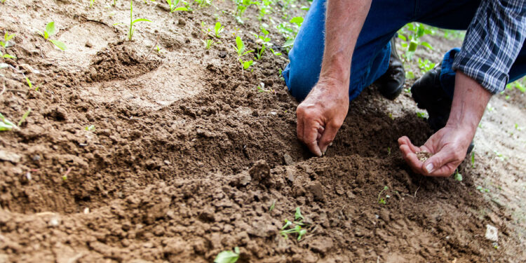 Evolución de los Agroquímicos a Fitosanitarios: Una Transformación Responsable
