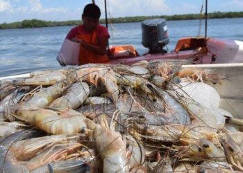 En Sinaloa la legislación no prohíbe los narcocorridos: Feliciano Castro Meléndrez