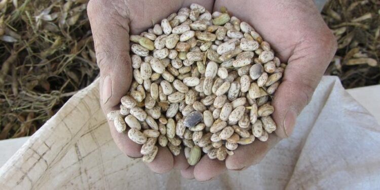 El Gobierno Federal Autoriza un Incremento del 30% Para el Precio de Garantía del Frijol