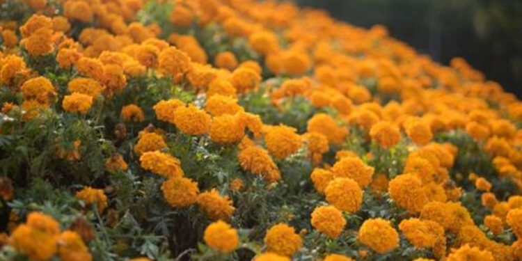 Consejos para cuidar la flor de cempasúchil para que dure TODO el año