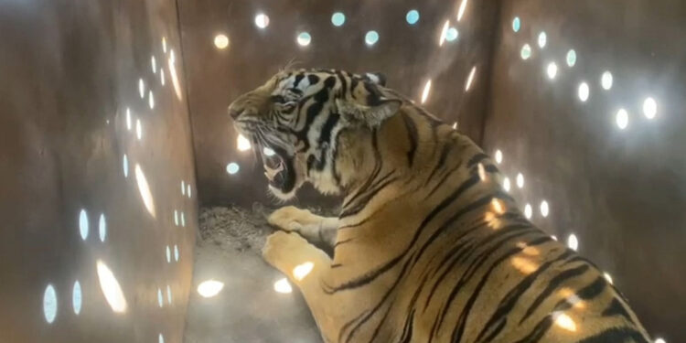 Rescatan a tigresa de bengala en San Lorenzo Culiacán