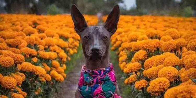 Así es la mágica conexión del perrito Xoloitzcuintle con el Día de Muertos