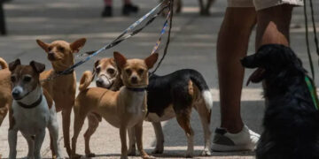 Secuestro de perros aumenta 125% en México; estas son las razas más robadas