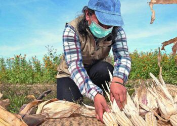 La Reducción del Precio de Garantía del Maíz Pone en Riesgo al Campo Mexicano