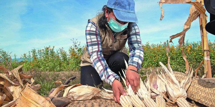 La Reducción del Precio de Garantía del Maíz Pone en Riesgo al Campo Mexicano