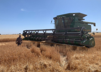 Segalmex Otorga Apoyo de $750 por Tonelada a Productores de Maíz en Culiacán