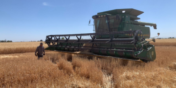 Segalmex Otorga Apoyo de $750 por Tonelada a Productores de Maíz en Culiacán