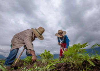 Agricultores de Culiacán exigen mayor seguridad en rutas agrícolas por incremento de violencia