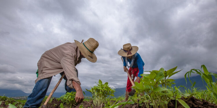 Agricultores de Culiacán exigen mayor seguridad en rutas agrícolas por incremento de violencia