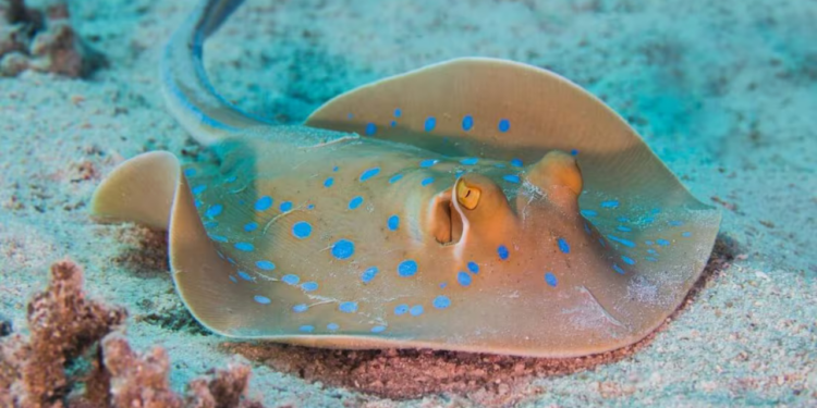 Conoce los tipos de rayas venenosas que existen; esto dice biólogo