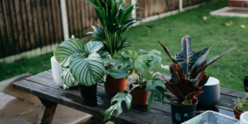 La planta medicinal que ayuda a curar la faringitis, laringitis y bronquitis; descubre cuál es