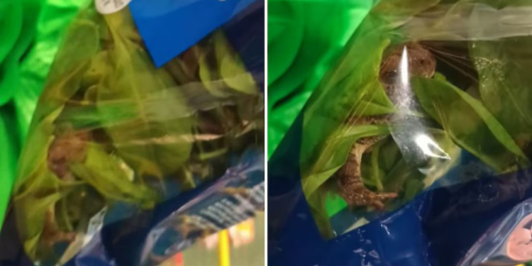 Usuario encuentra rana viva en paquete de espinacas; momento genera polémica en redes sociales
