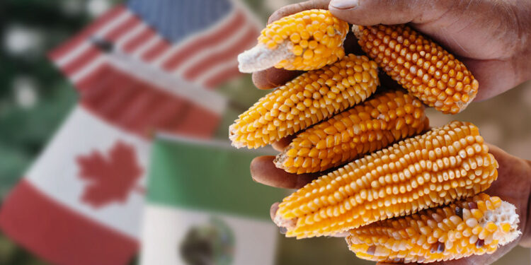 Ecocidio al Acecho: Se Enreda en el T-MEC la Lucha Contra el Maíz Transgénico y Amenaza Afectar a México