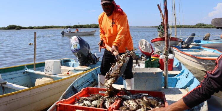 Anuncian nuevo censo pesquero en Sinaloa para actualizar padrón del programa Bienpesca