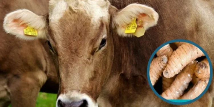 CNOG exige medidas urgentes para proteger ganado mexicano del gusano barrenador