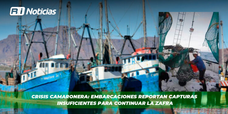 Crisis camaronera: embarcaciones reportan capturas insuficientes para continuar la zafra