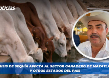 Crisis de sequía afecta al sector Ganadero de Mazatlán y otros Estados del País