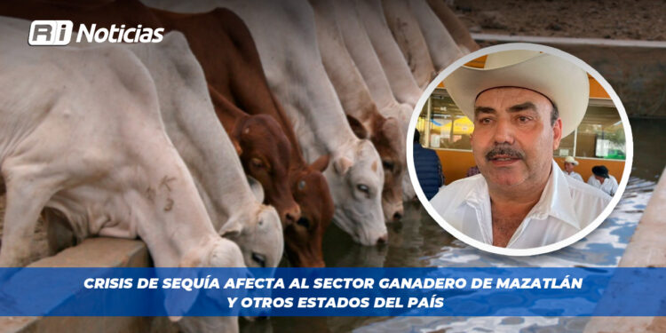 Crisis de sequía afecta al sector Ganadero de Mazatlán y otros Estados del País