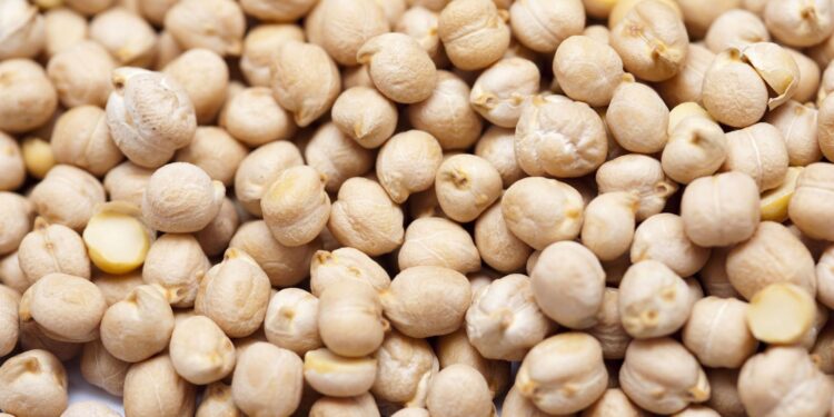 Sinaloa apuesta por el garbanzo para mitigar efectos de la sequía