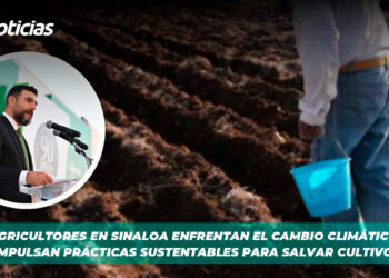 Agricultores en Sinaloa enfrentan el cambio climático: impulsan prácticas sustentables para salvar cultivos