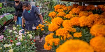 China domina mercado de cempasúchil de 500 md, desplaza a México