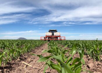 Sinaloa alcanza casi el 40% de avance en siembras otoño-invierno
