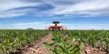 Sinaloa alcanza casi el 40% de avance en siembras otoño-invierno