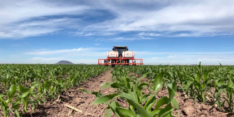 Sinaloa alcanza casi el 40% de avance en siembras otoño-invierno