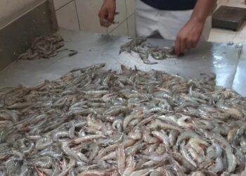 Pescadores de Sinaloa luchan contra baja captura de camarón