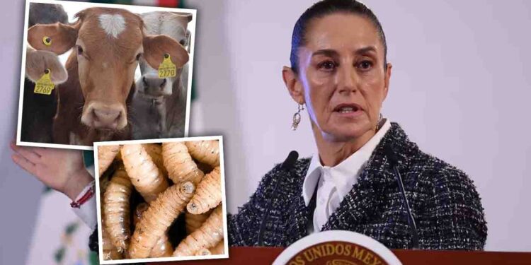 Claudia Sheinbaum confía en resolver cierre fronterizo por gusano barrenador esta semana