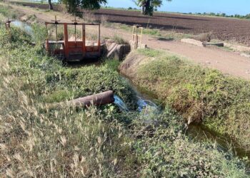 Sinaloa enfrenta grave crisis de sequía: Se limitan cultivos de alto consumo hídrico y se apuesta por alternativas de baja demanda