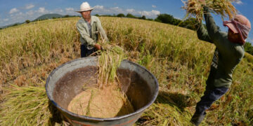 Cada vez más lejos autosuficiencia alimentaria advierte Coneval