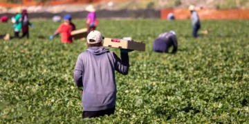 El campo mexicano en riesgo: Sin financiamiento, crece la desventaja competitiva