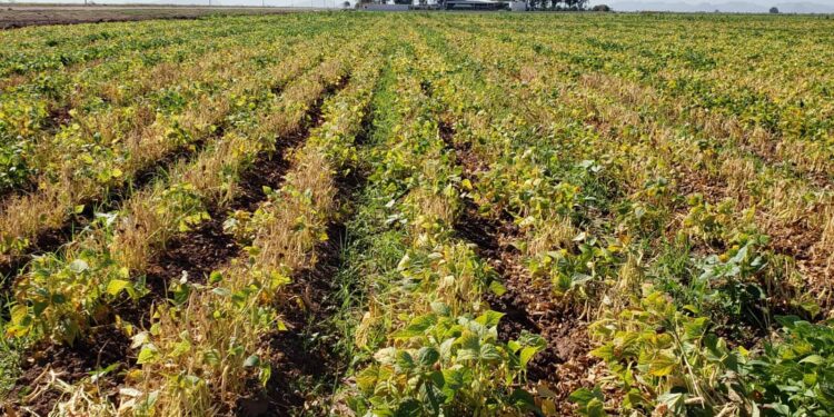 Gobernador De Sinaloa Busca Apoyo Federal Para Incentivar La Siembra De Frijol En Lugar De Maíz Pese A La Sequía