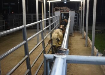 Interceptan ganado con gusano barrenador en Chiapas; refuerzan acciones de prevención