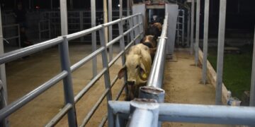 Interceptan ganado con gusano barrenador en Chiapas; refuerzan acciones de prevención