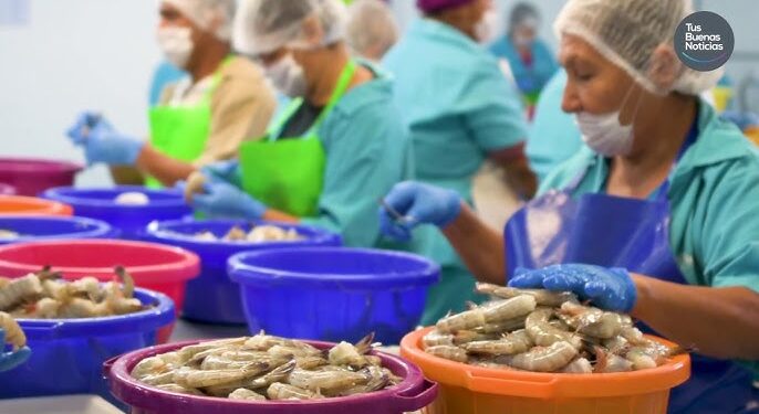 Crisis camaronera amenaza empleos en empacadoras de Mazatlán