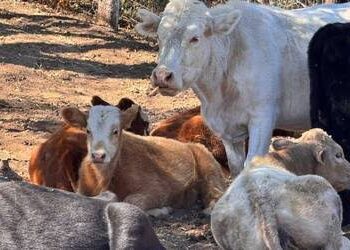 Sinaloa refuerza medidas preventivas ante la alerta por brote de gusano barrenador en México: SAYG
