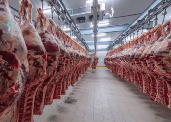 El Gusano Barrenador impacta la ganadería mexicana y amenaza el mercado cárnico