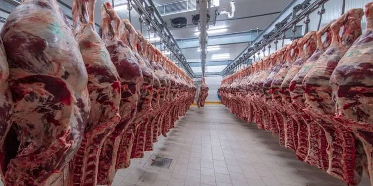 El Gusano Barrenador impacta la ganadería mexicana y amenaza el mercado cárnico